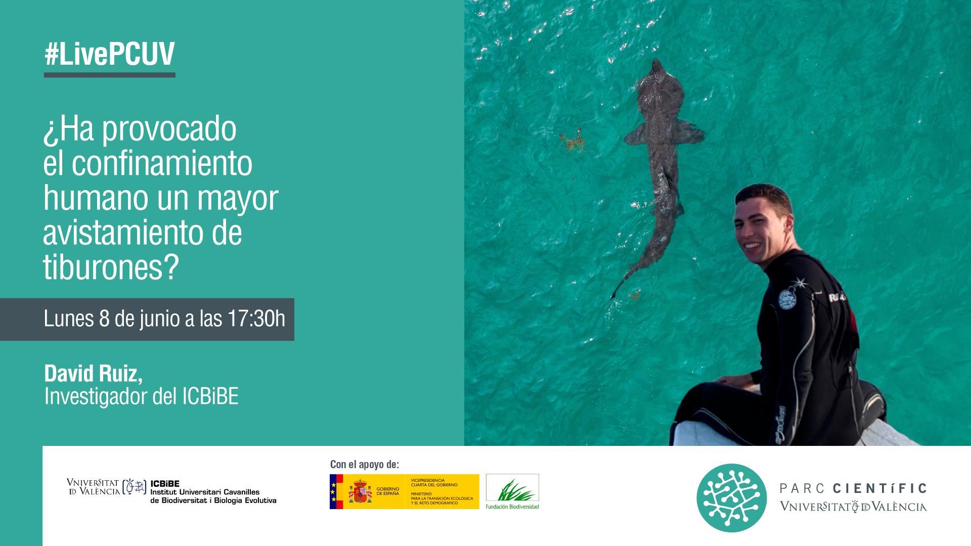#LivePCUV con David Ruiz, investigador del ICBiBE especializado en tiburones