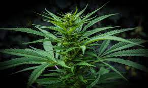Cannaflos Genetics