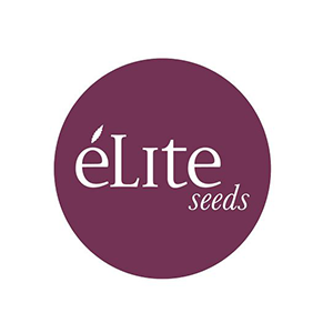 Élite seeds